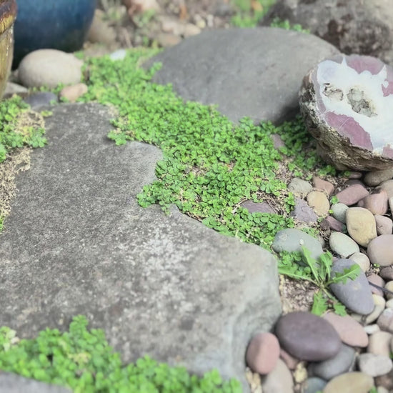 Rustic “We Are Charlie” ornament with twine hanger, ideal for political decor.